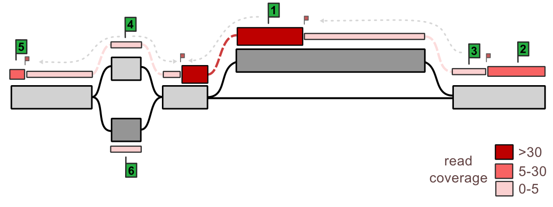 Figure 2: Read coverage bin-and-extend approach to produce coarse-grained coverage tracks. In each node (grey rectangles), the read coverage at each base is binned using user-defined coverage bins, creating node regions of similar coverage, also called bins (colored rectangles). Starting bins (large green flags) are selected one at a time, and those bins are extended in both directions until reaching a different-coverage bin (small red flag).