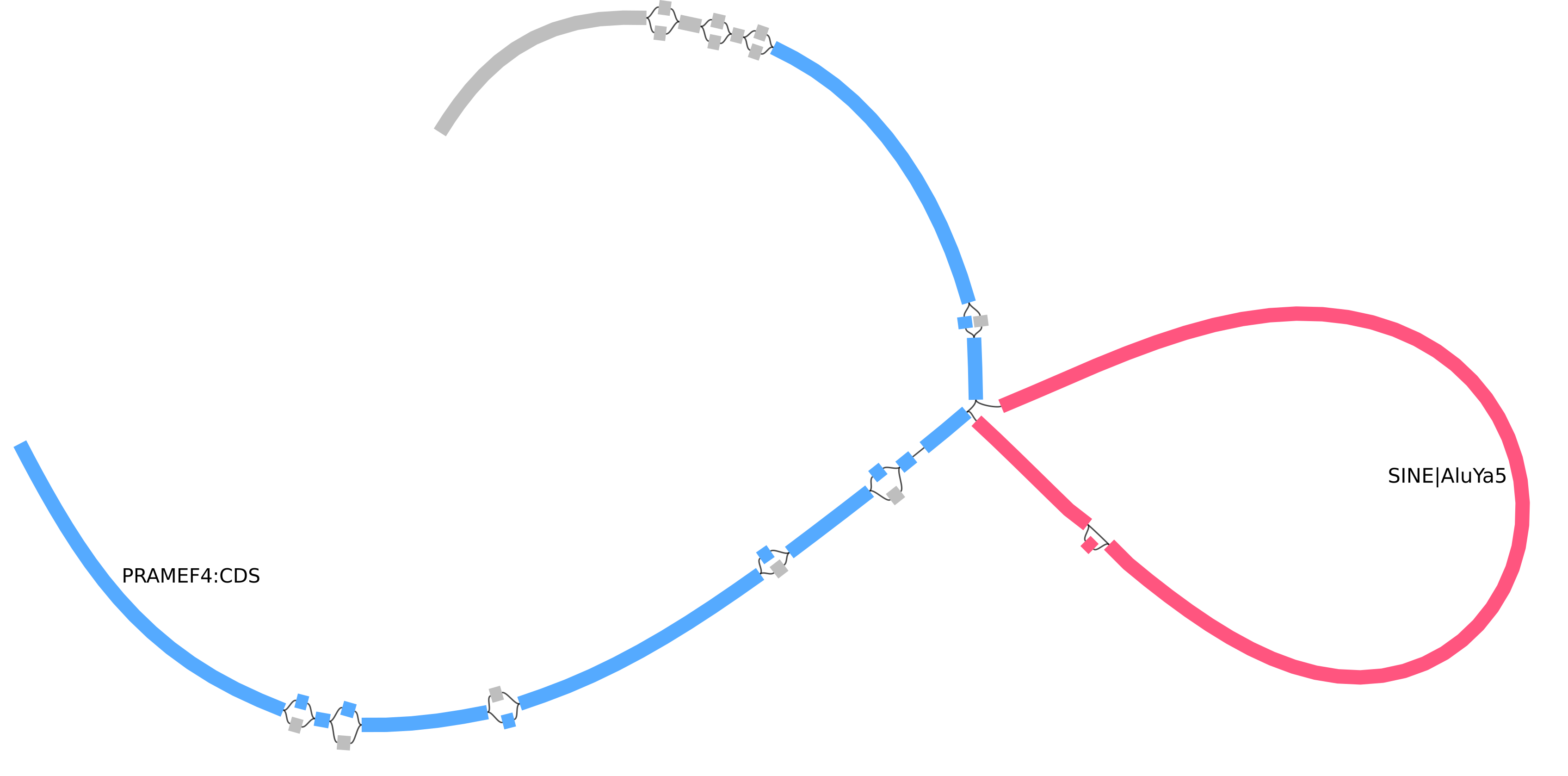Figure 3: Visualization examples with Bandage-NG Example of an AluYa5 transposon insertion (red) within the coding sequence of the PRAMEF4 gene (blue). Both annotations were initially produced at the haplotype level by the Human Pangenome Reference Consortium. We projected them into the pangenome, indexed them, and queried a small region to visualize with Bandage-NG. The nodes were colored based on those annotations and loaded as paths by Bandage-NG.