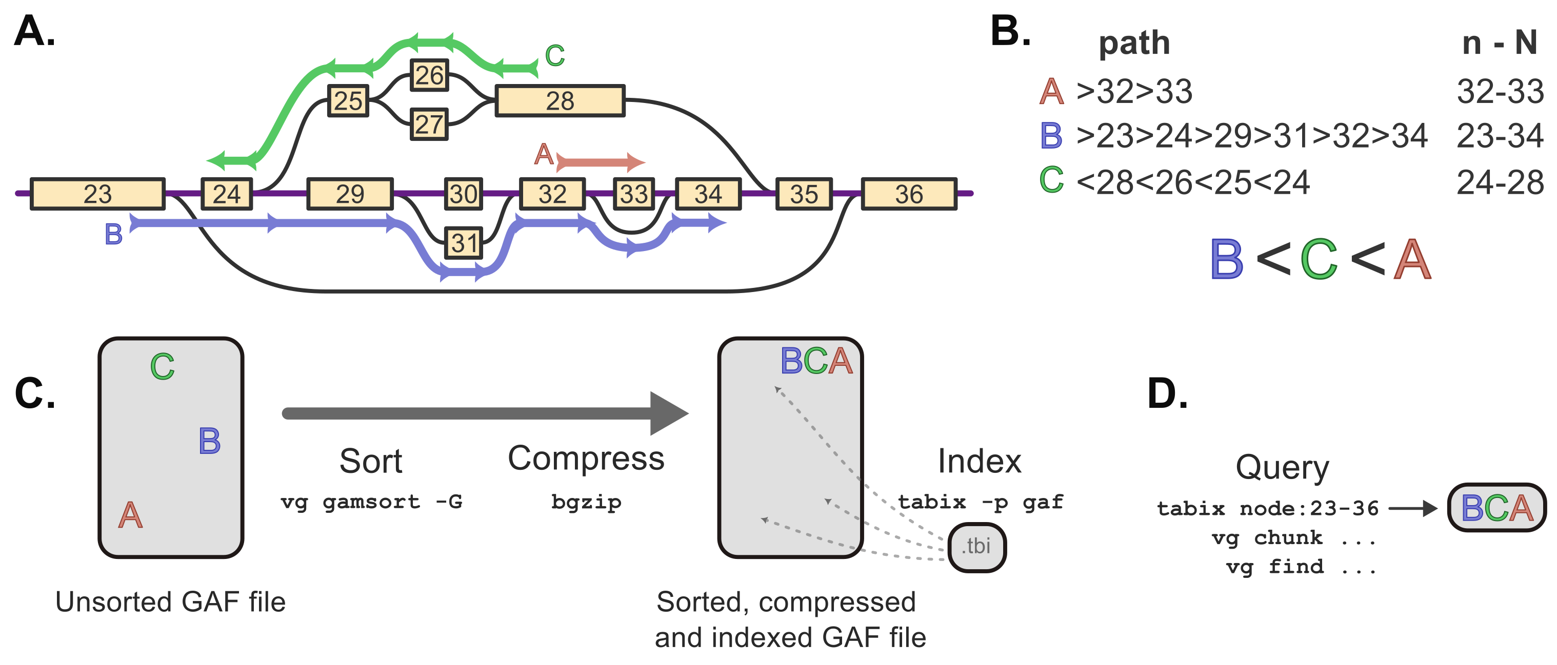 Figure 1: Path sorting and indexing using vg and HTSlib/tabix. A. A region of pangenome is represented with nodes (containing sequences) in yellow and edges in black. The node IDs are topologically sorted integers ranging from 23 to 36. Three paths are highlighted in red, blue and green. B. The three paths are written with the GAF syntax, specifying the traversed nodes’ orientations (</>) and IDs. For each path, the node range n-N, between the minimum and maximum node IDs, is used for sorting the path. C. Overview of the workflow: Sort a GAF file using vg gamsort, compress it with bgzip and index using tabix. D. The small .tbi index file helps query slices of the GAF file quickly, and is usable with tabix, or vg subcommands like find or chunk.